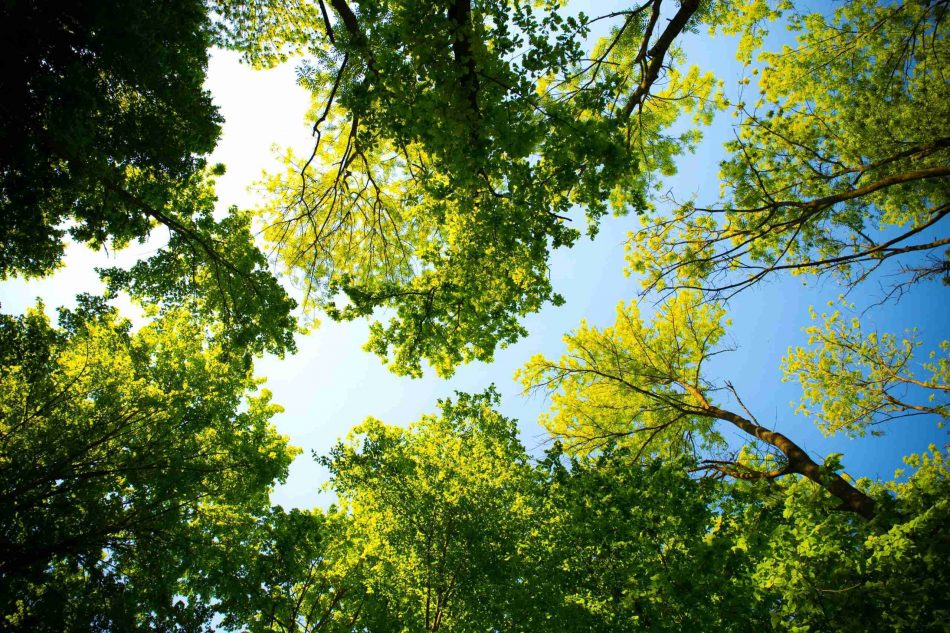 L’importanza degli alberi e del rimboschimento